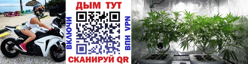 Шишки марихуана OG Kush Отрадная